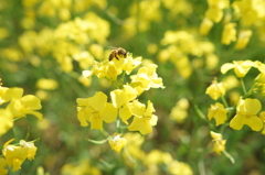 菜の花と蜜蜂
