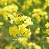 菜の花と蜜蜂