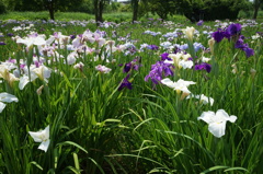 いろいろな色のしょうぶ