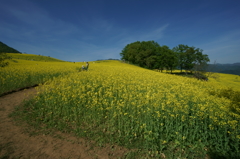 菜の花畑