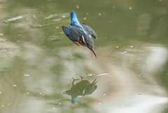 カワセミ