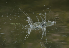 カワセミ