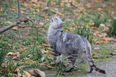 野良猫