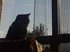 窓ねこ