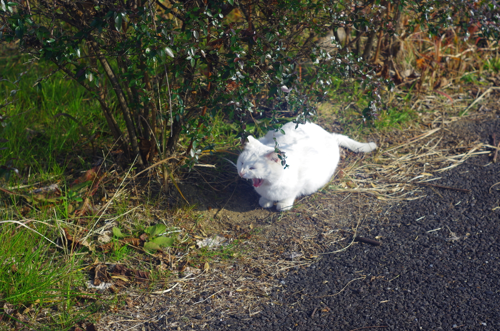 白飛びねこ_10