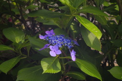 紫陽花_4
