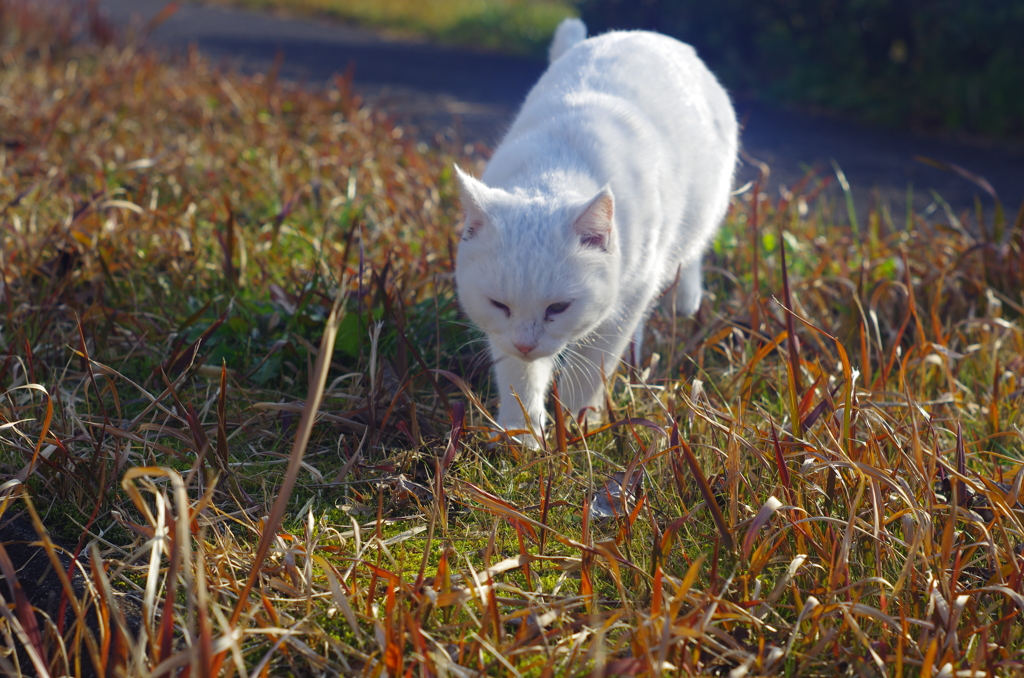 白飛びねこ_6
