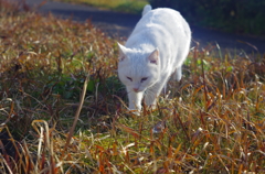白飛びねこ_6