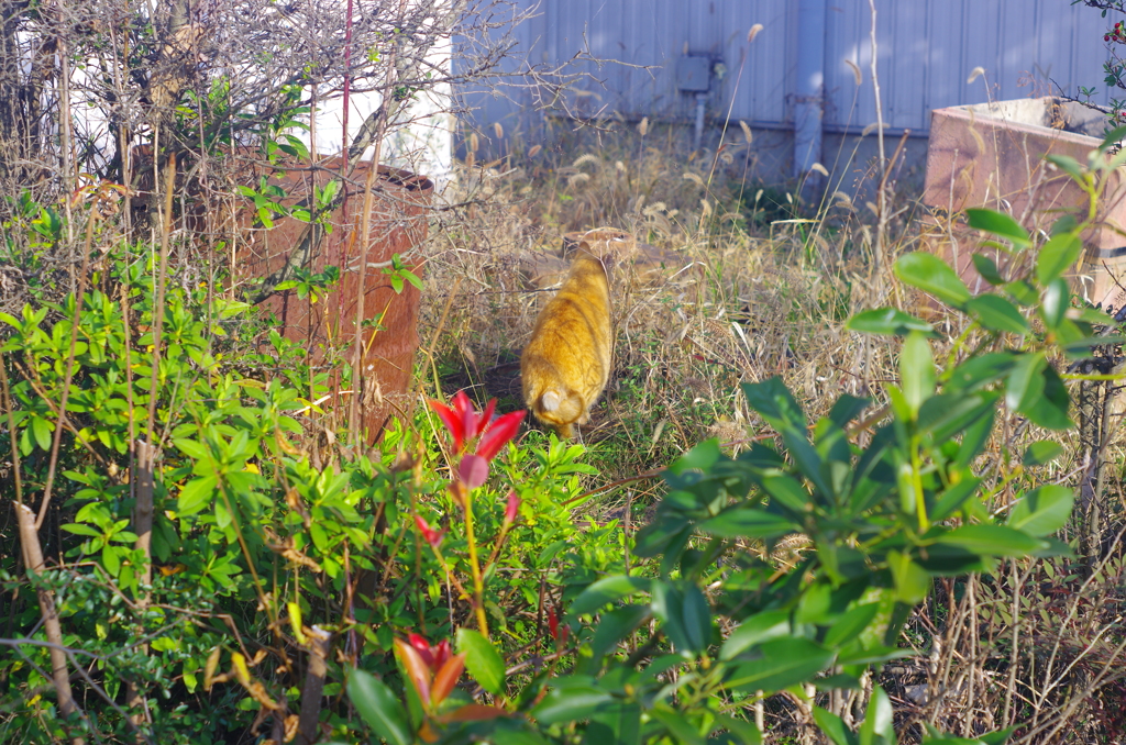 ねこさん