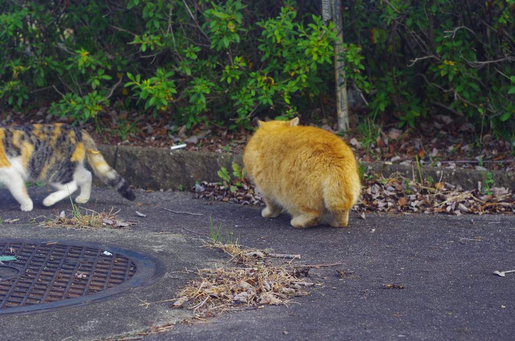 ねこさん