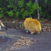 ねこさん