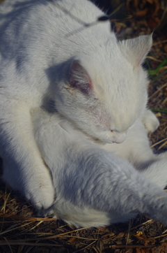 白飛びねこ_14
