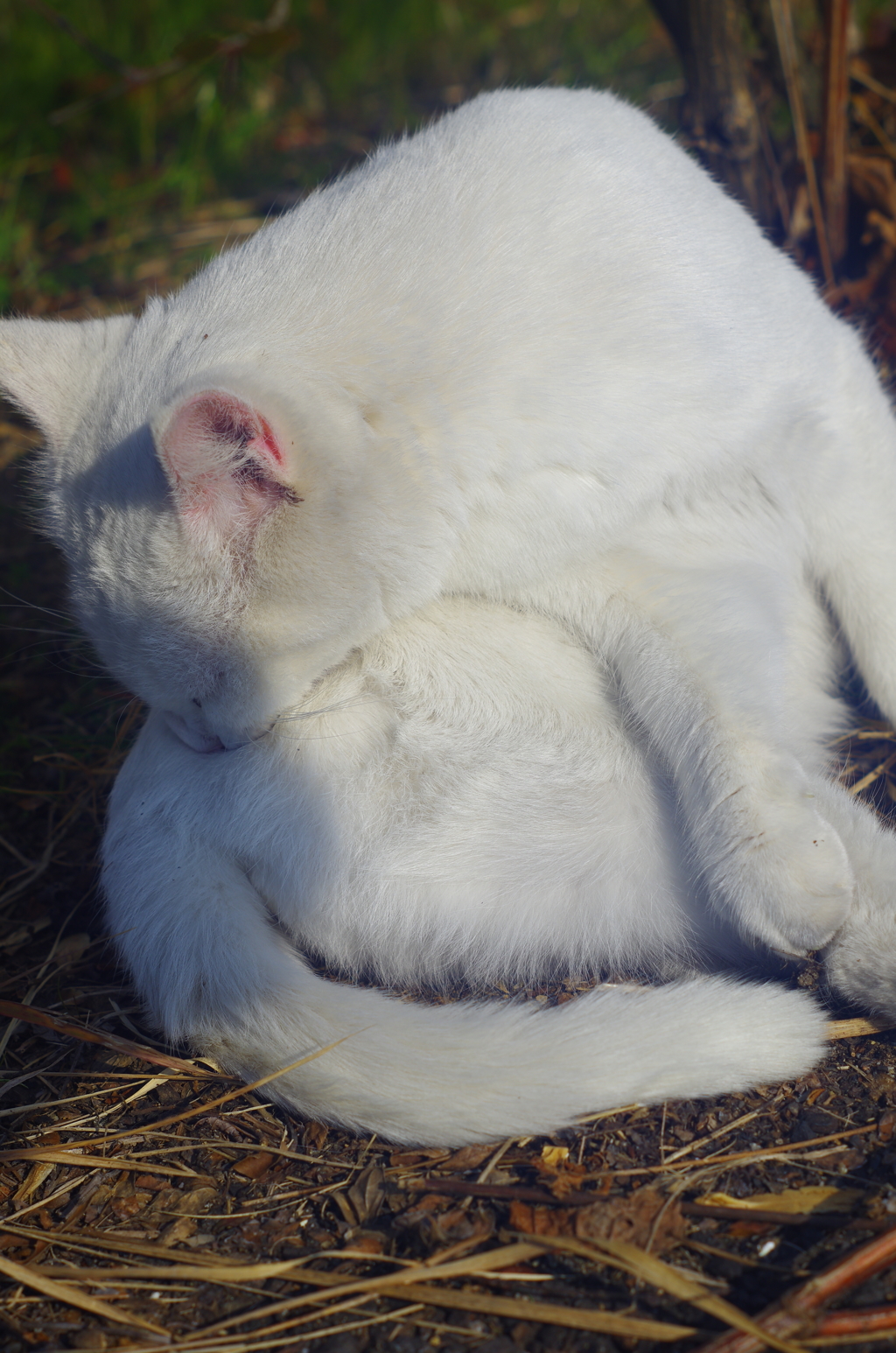 白飛びねこ_15