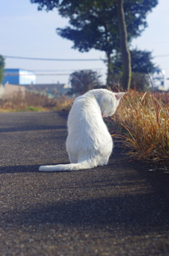 白飛びねこ_5