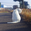 白飛びねこ_5