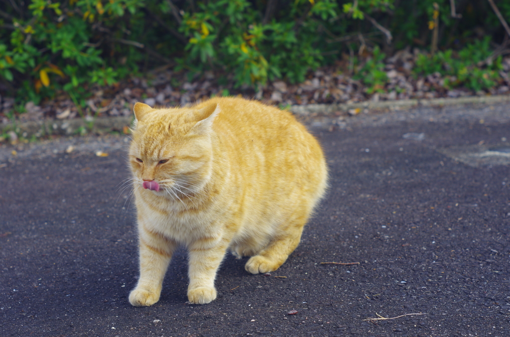 ねこさん