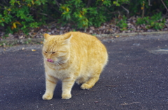 ねこさん