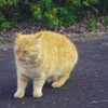 ねこさん