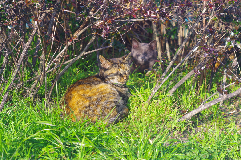 日陰ねこ_10
