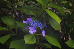 紫陽花_7