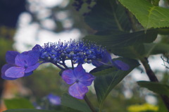 紫陽花_2