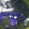紫陽花_2