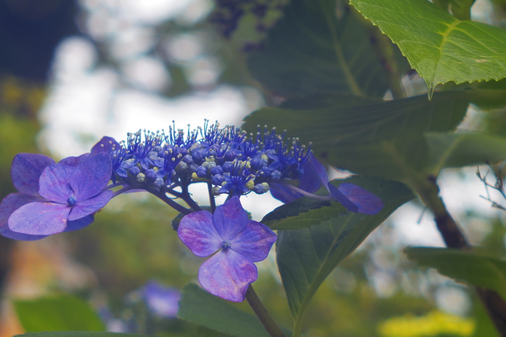 紫陽花_1