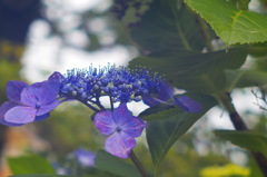 紫陽花_1