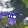 紫陽花_1