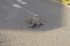 withoutまたたび_1
