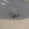 withoutまたたび_1