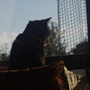 窓ねこ(代表)