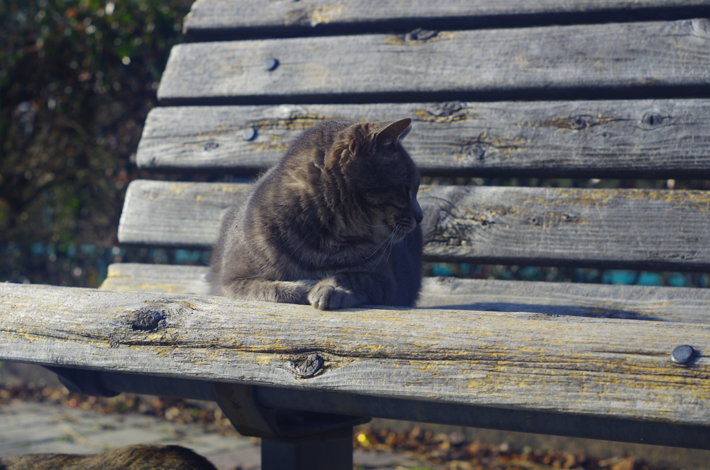 ねこさん
