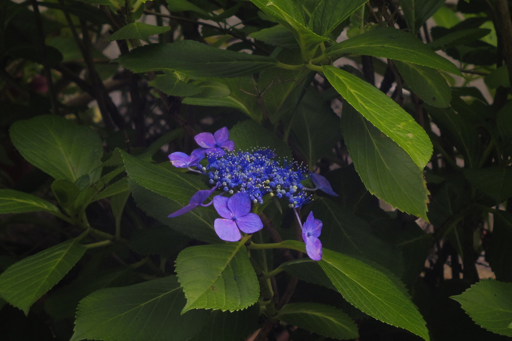 紫陽花_5