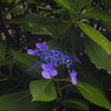 紫陽花_5