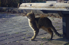 ねこさん