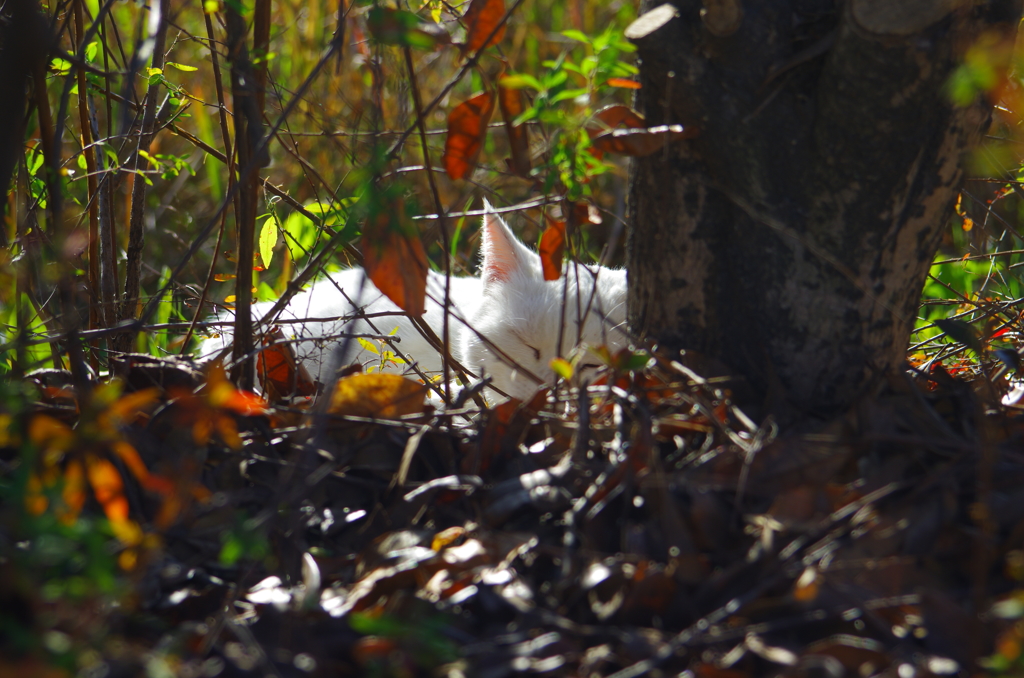 雅ねこ_1