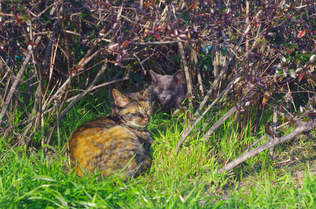 日陰ねこ_11