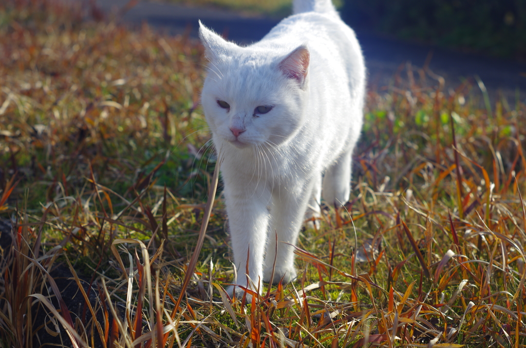 白飛びねこ_7
