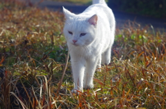 白飛びねこ_7