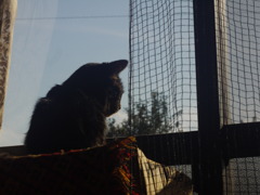 窓ねこ