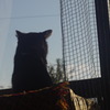 窓ねこ