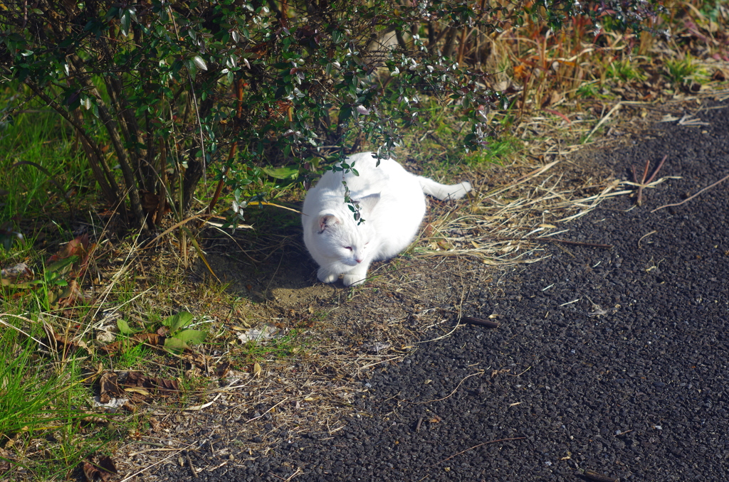 白飛びねこ_8