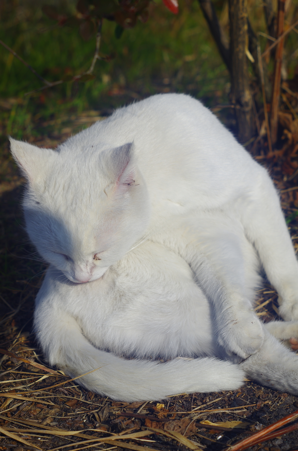 白飛びねこ_16