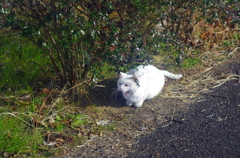 白飛びねこ_9