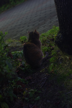 たぬさん