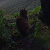 たぬさん