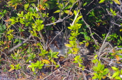 日陰ねこ_8