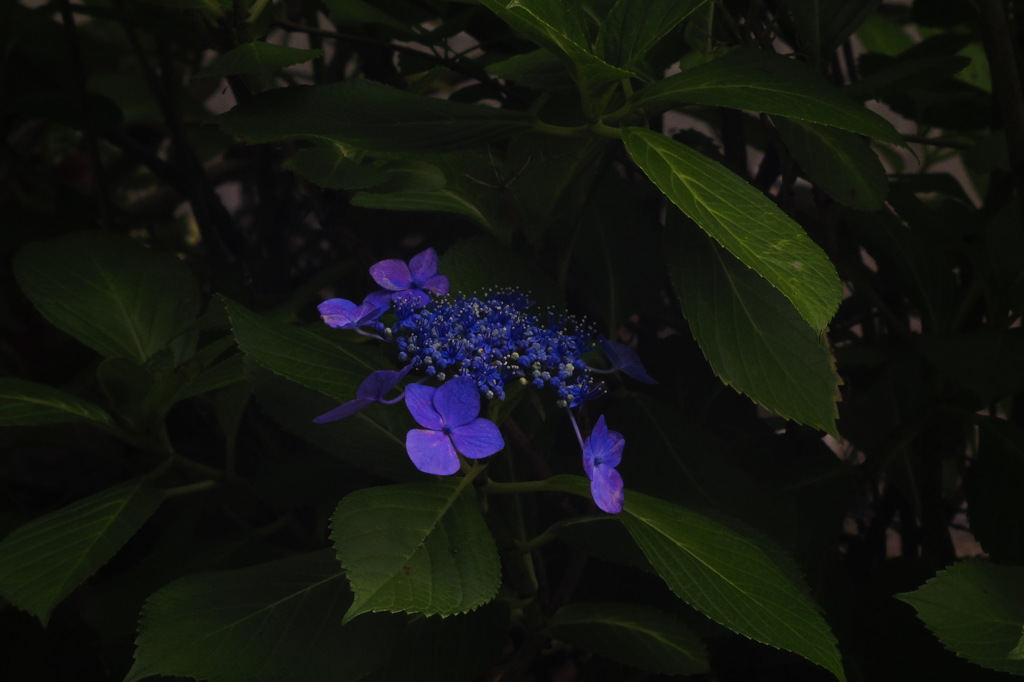 紫陽花_3