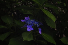 紫陽花_3